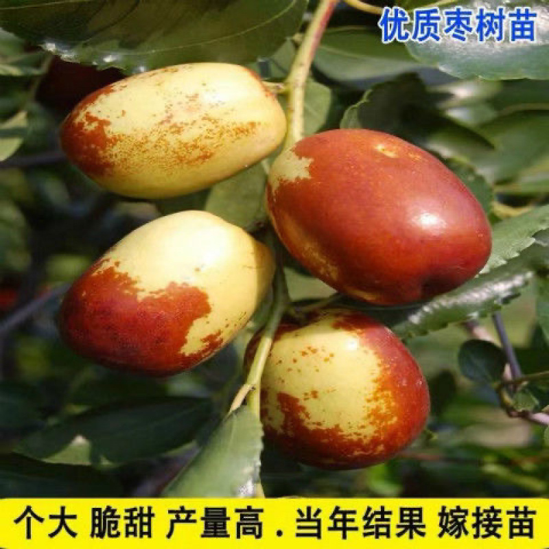 优质龙须枣树苗基地直发包成活品种量大从优只卖放心苗