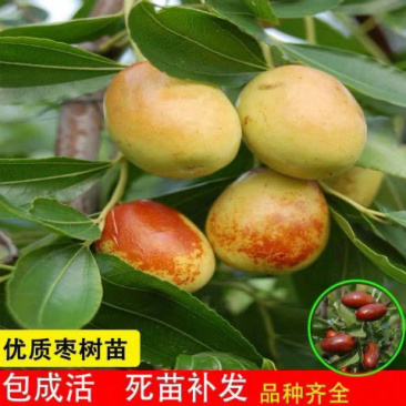 优质龙须枣树苗基地直发包成活品种量大从优只卖放心苗