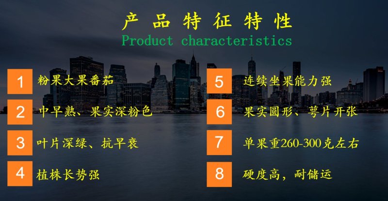 乾德W5粉果圆形大果，中早熟，硬度高，耐运输，春秋茬