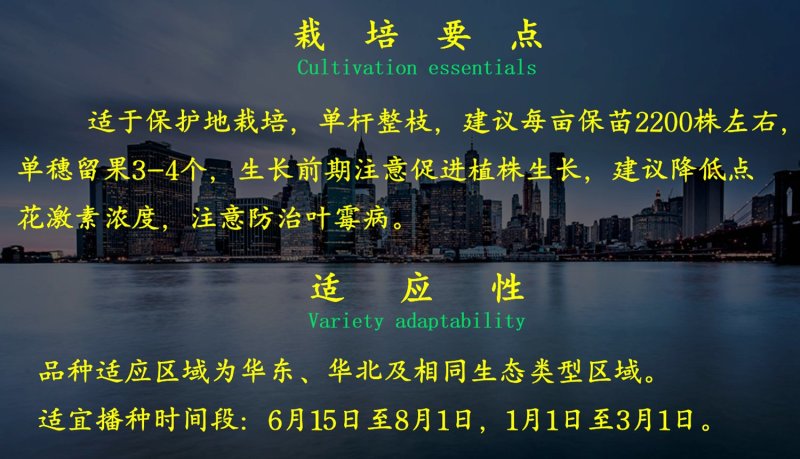 乾德W5粉果圆形大果，中早熟，硬度高，耐运输，春秋茬