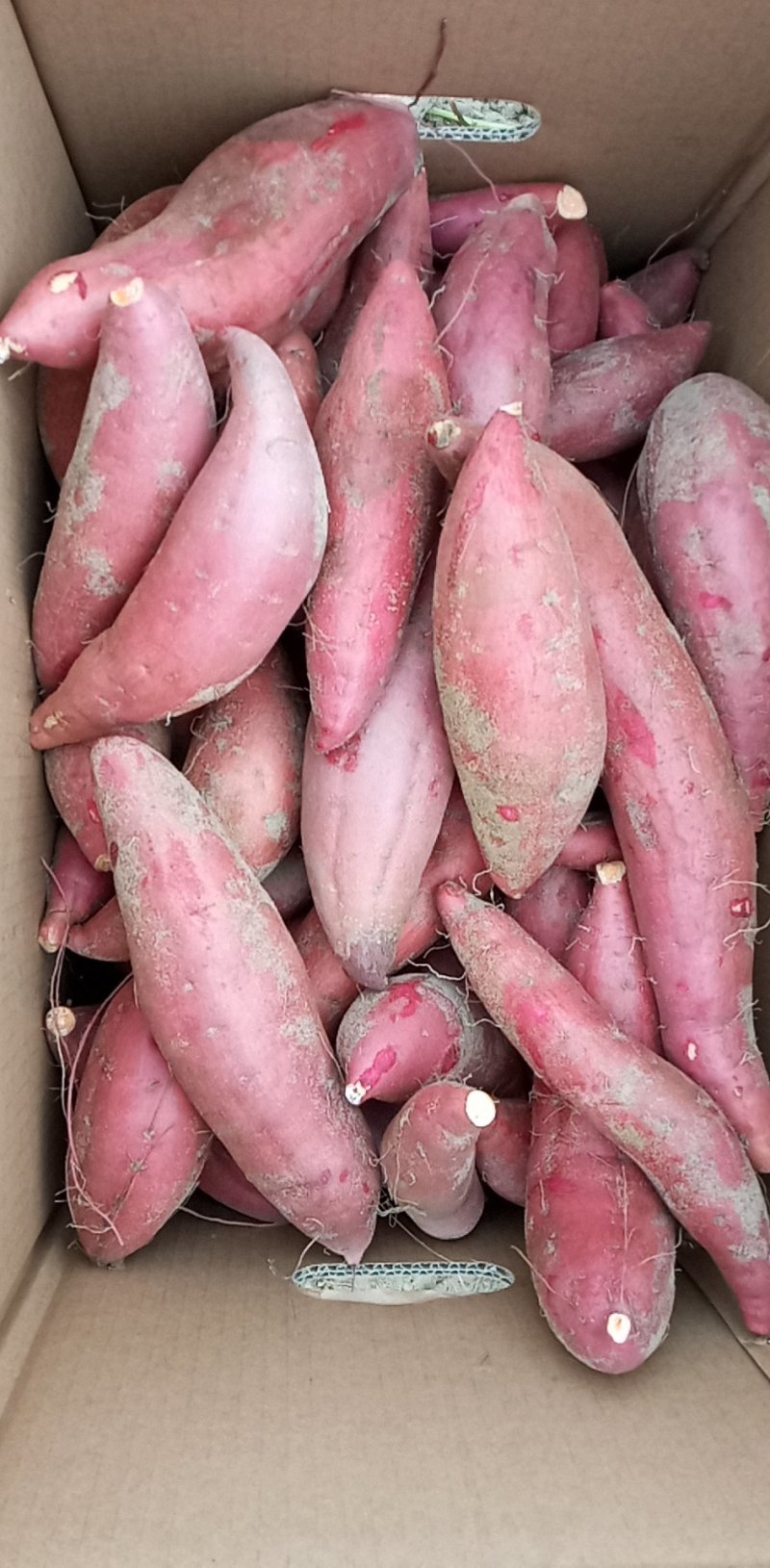 西瓜红，红薯代办，质量保证