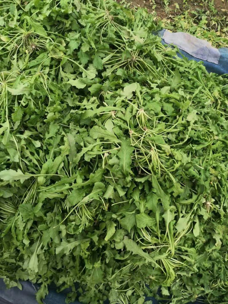 荠菜