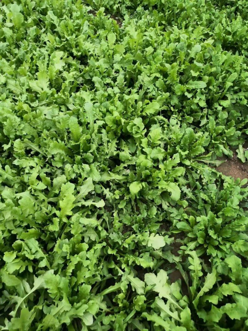 荠菜