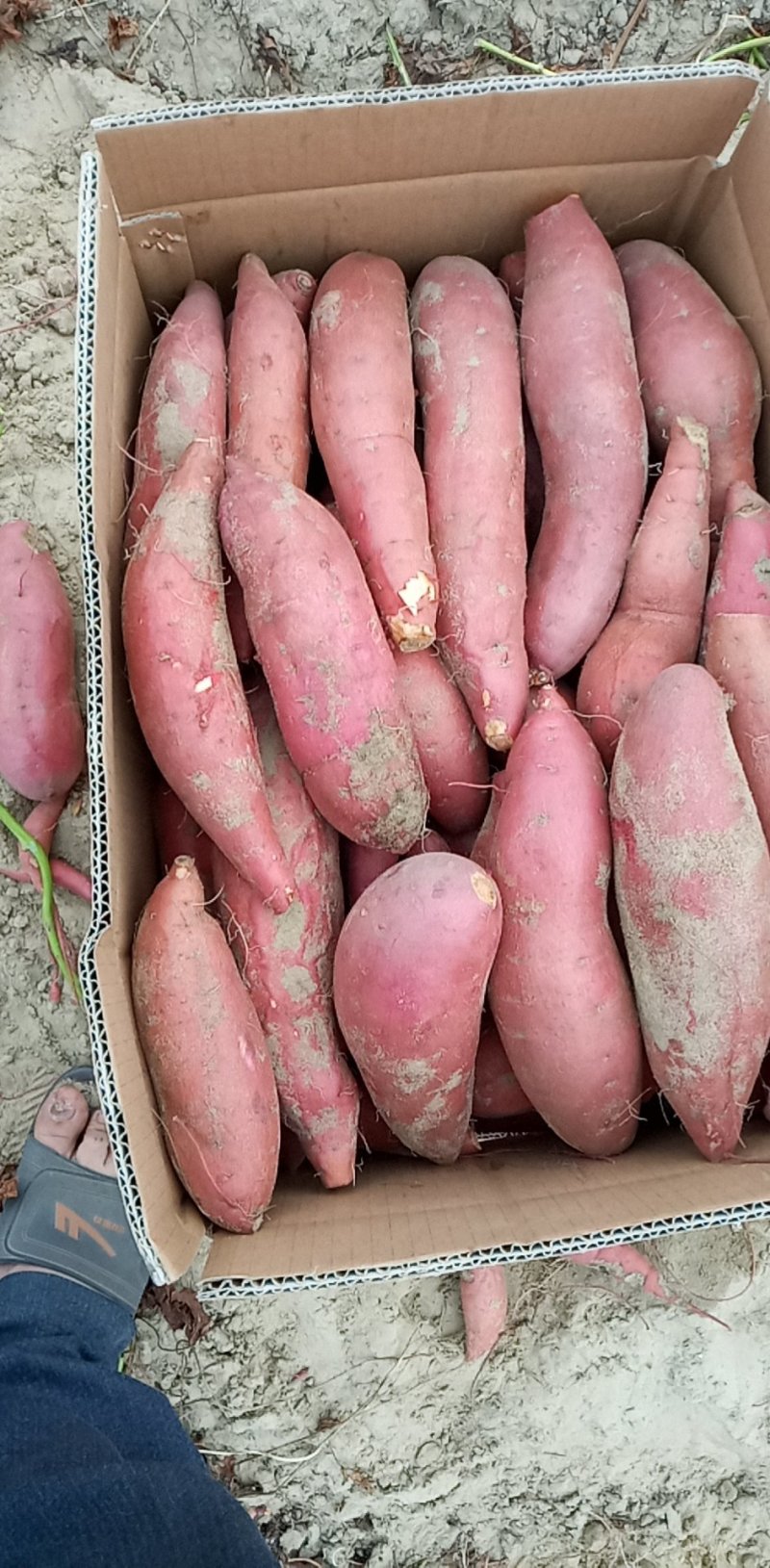 西瓜红，红薯代办，质量保证