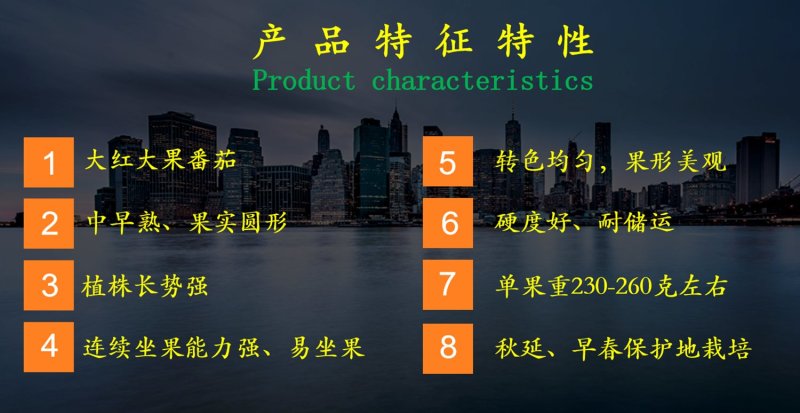 乾德196大红大果番茄，中早熟，硬度高，耐运输
