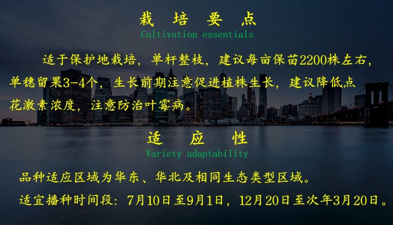 乾德196大红大果番茄，中早熟，硬度高，耐运输