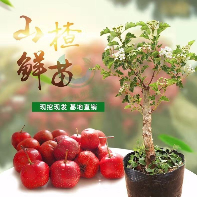 【推荐】优质山楂苗基地直发包成活包品种诚信经营放心苗