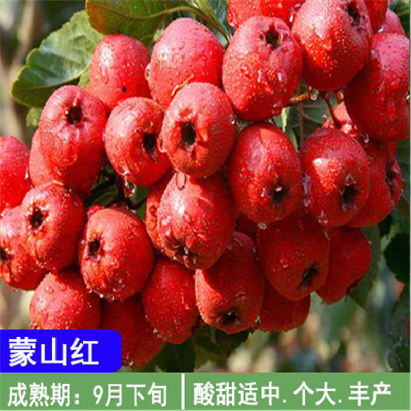【推荐】优质山楂苗基地直发包成活包品种诚信经营放心苗