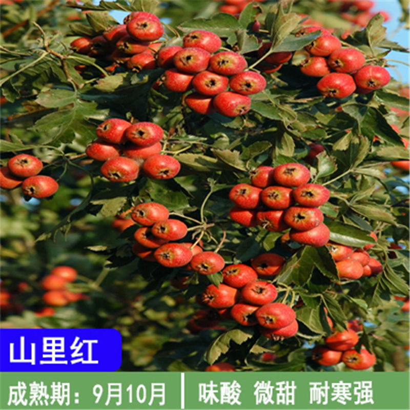 【推荐】优质山楂苗基地直发包成活包品种诚信经营放心苗