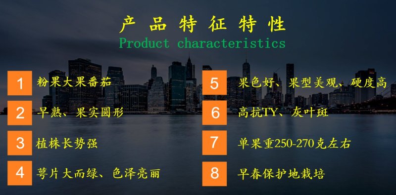 乾德5166越冬、早春精品粉果番茄西红柿种子早春栽培