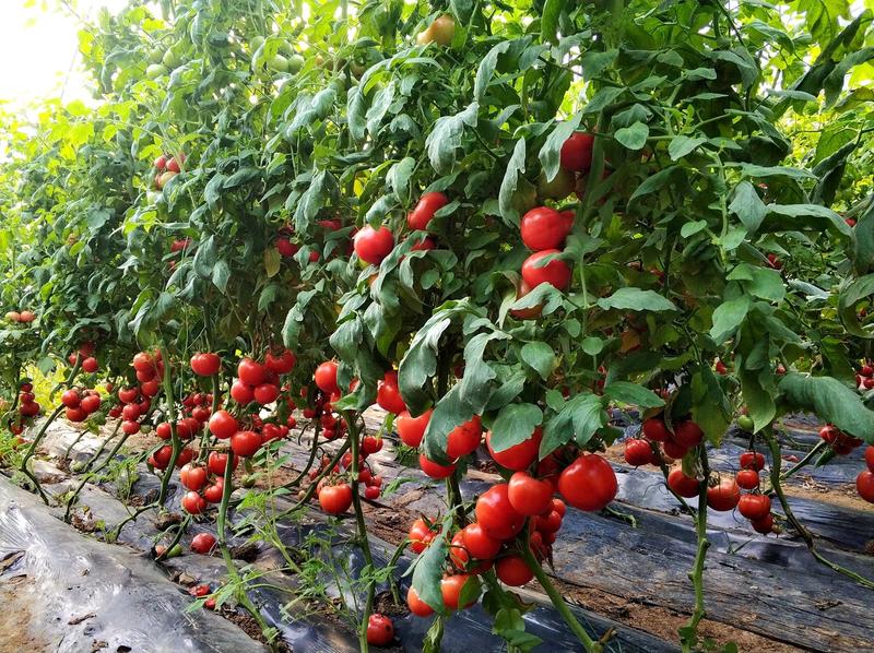 乾德5166越冬、早春精品粉果番茄西红柿种子早春栽培