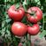 乾德5166越冬、早春精品粉果番茄西红柿种子早春栽培