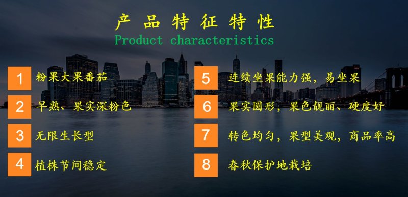 乾德W4早熟，抗TY，粉果大果番茄种子，春秋茬栽培