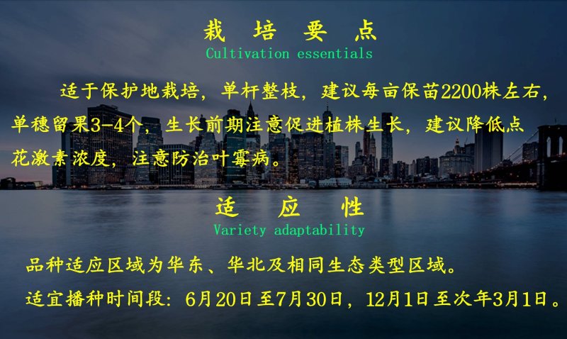 乾德W4早熟，抗TY，粉果大果番茄种子，春秋茬栽培