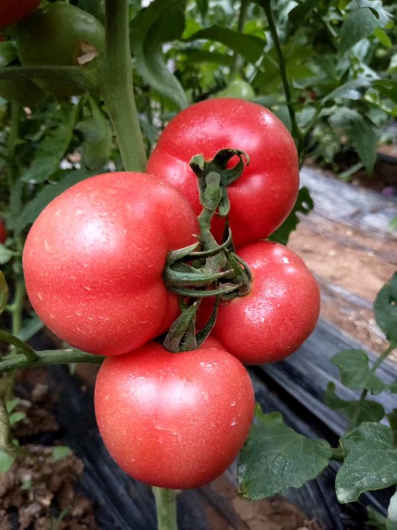 乾德迪诺抗TY，春秋茬粉果大果番茄西红柿种子