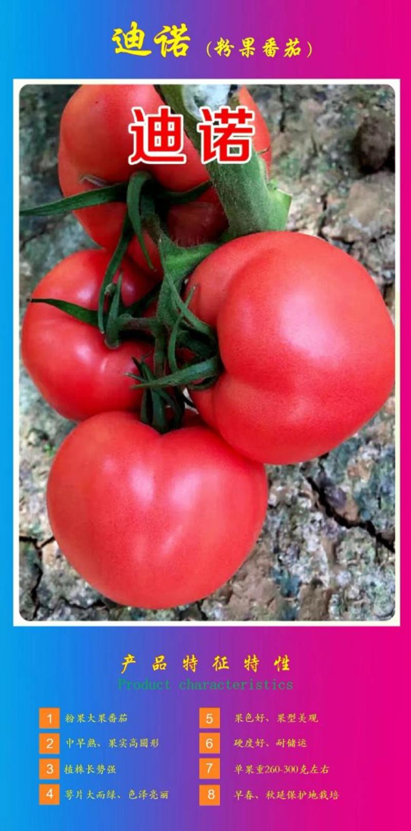 乾德迪诺抗TY，春秋茬粉果大果番茄西红柿种子