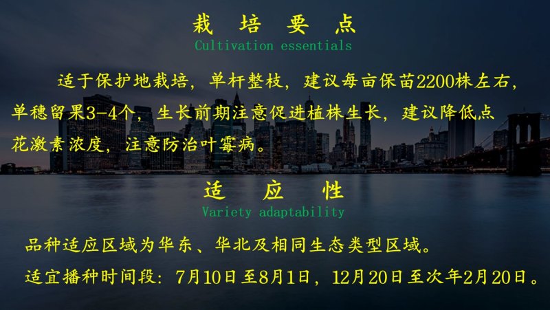乾德红太阳L7大红大果番茄番茄西红柿种子