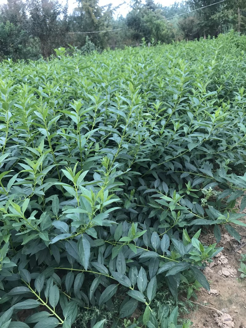 连翘分栽苗连翘苗免费包邮基地直销保鲜发货