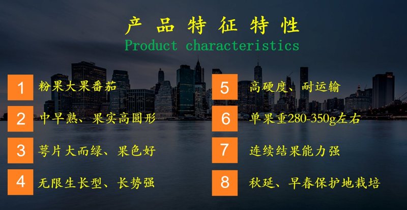 乾德亮粉粉果大果番茄西红柿种子秋延、早春栽培