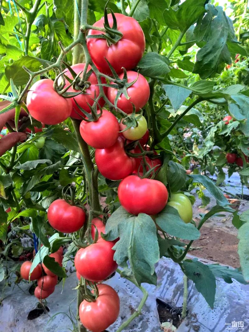乾德亮粉粉果大果番茄西红柿种子秋延、早春栽培