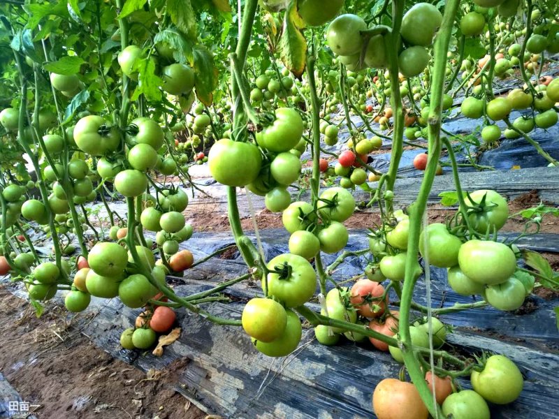 乾德亮粉粉果大果番茄西红柿种子秋延、早春栽培
