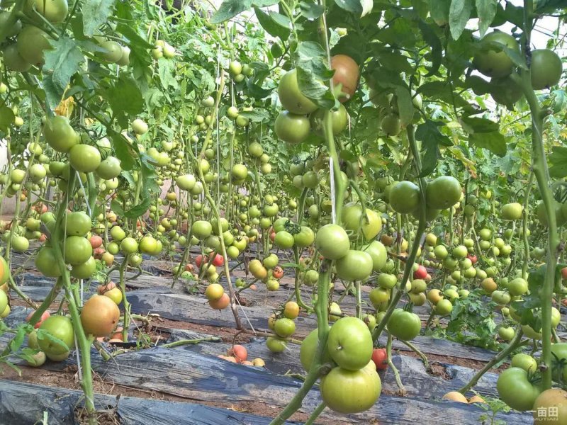 乾德亮粉粉果大果番茄西红柿种子秋延、早春栽培