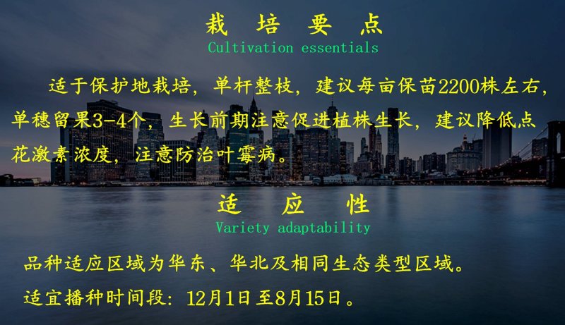 乾德亮粉粉果大果番茄西红柿种子秋延、早春栽培