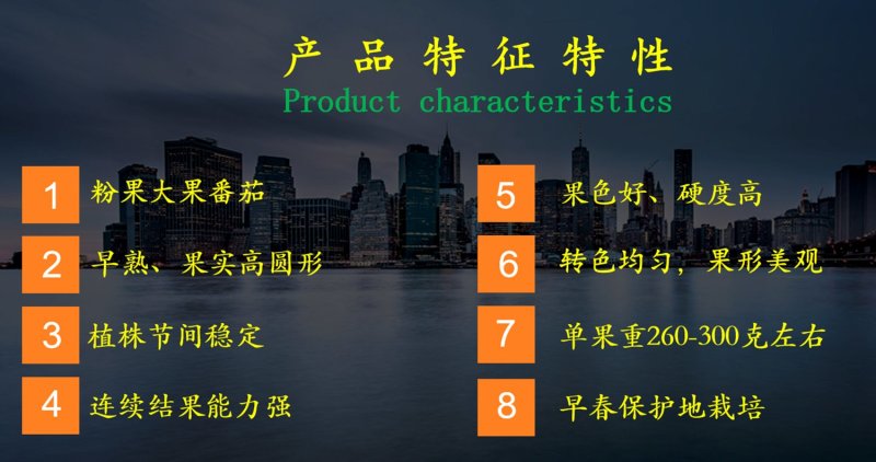 乾德1625粉果大果番茄西红柿种子早春栽培