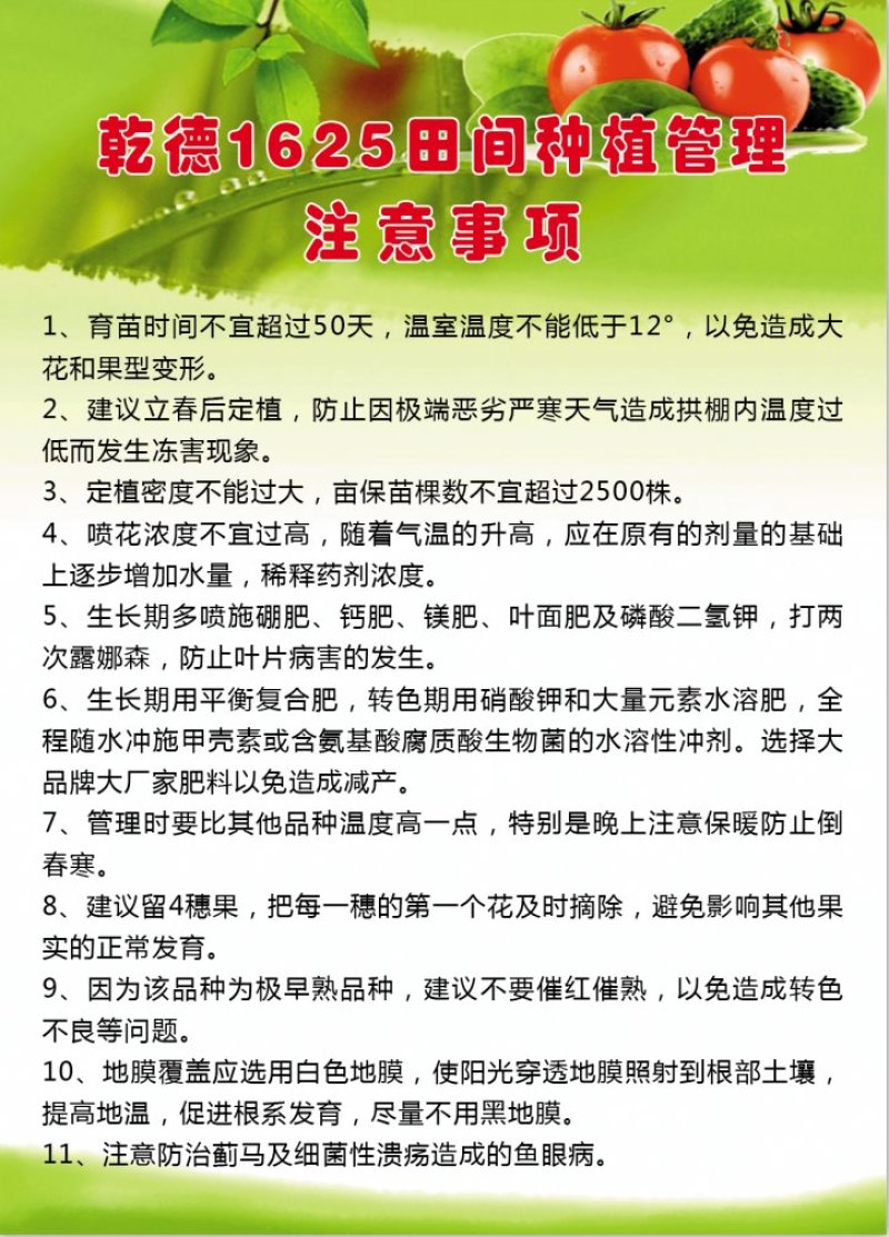 乾德1625粉果大果番茄西红柿种子早春栽培