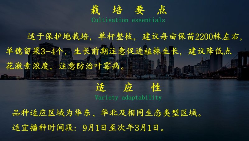 乾德1625粉果大果番茄西红柿种子早春栽培
