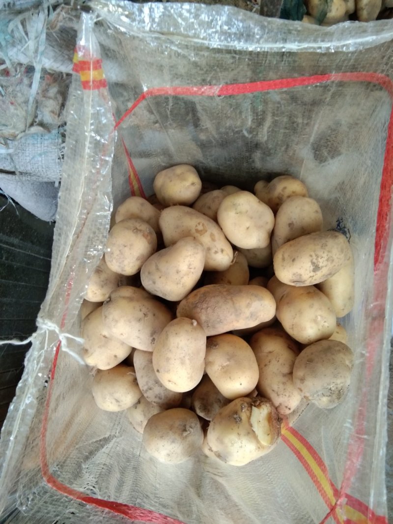 荷兰十五黄皮黄心一到三两土豆品种欢迎电话联