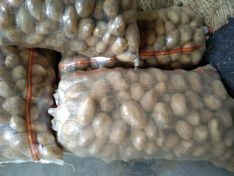 荷兰十五黄皮黄心一到三两土豆品种欢迎电话联