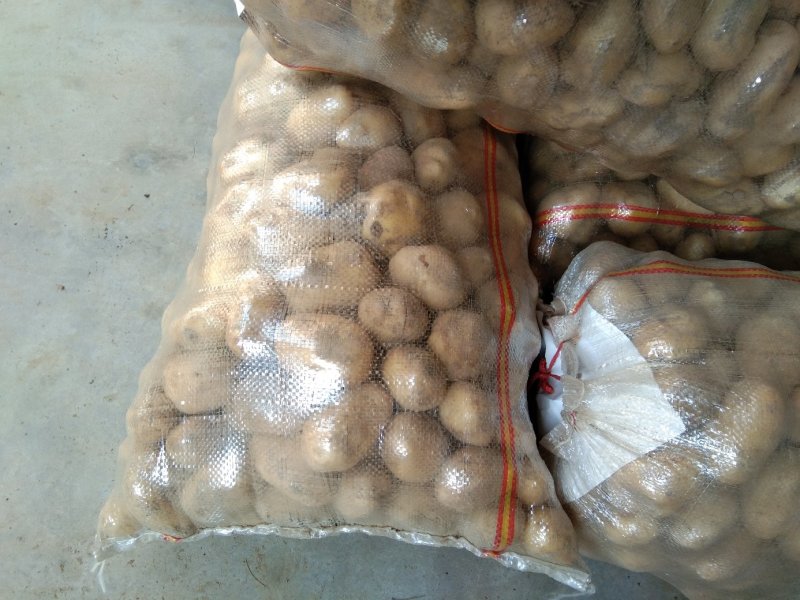 荷兰十五黄皮黄心一到三两土豆品种欢迎电话联