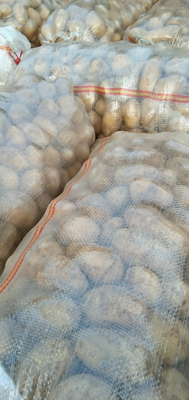 荷兰十五黄皮黄心一到三两土豆品种欢迎电话联