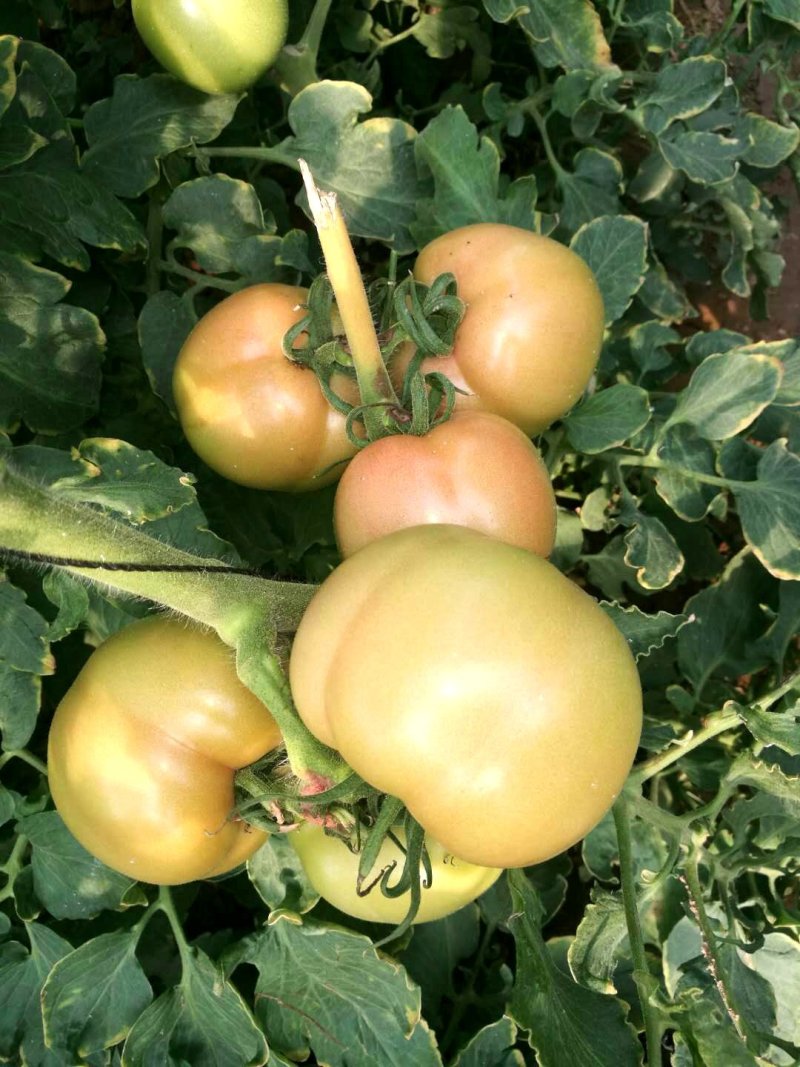 乾德M725硬粉大果越夏番茄种子晚春、越夏、早秋