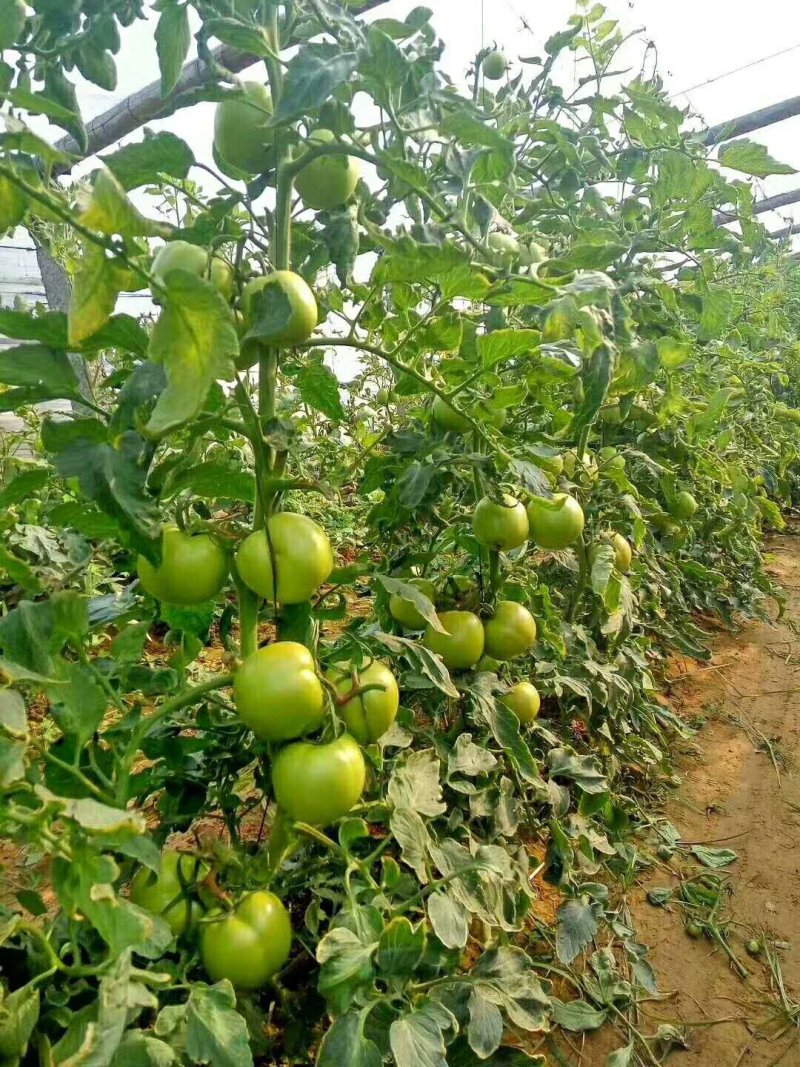 乾德M725硬粉大果越夏番茄种子晚春、越夏、早秋