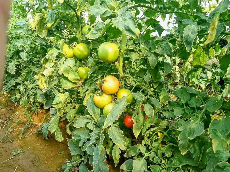 乾德M725硬粉大果越夏番茄种子晚春、越夏、早秋