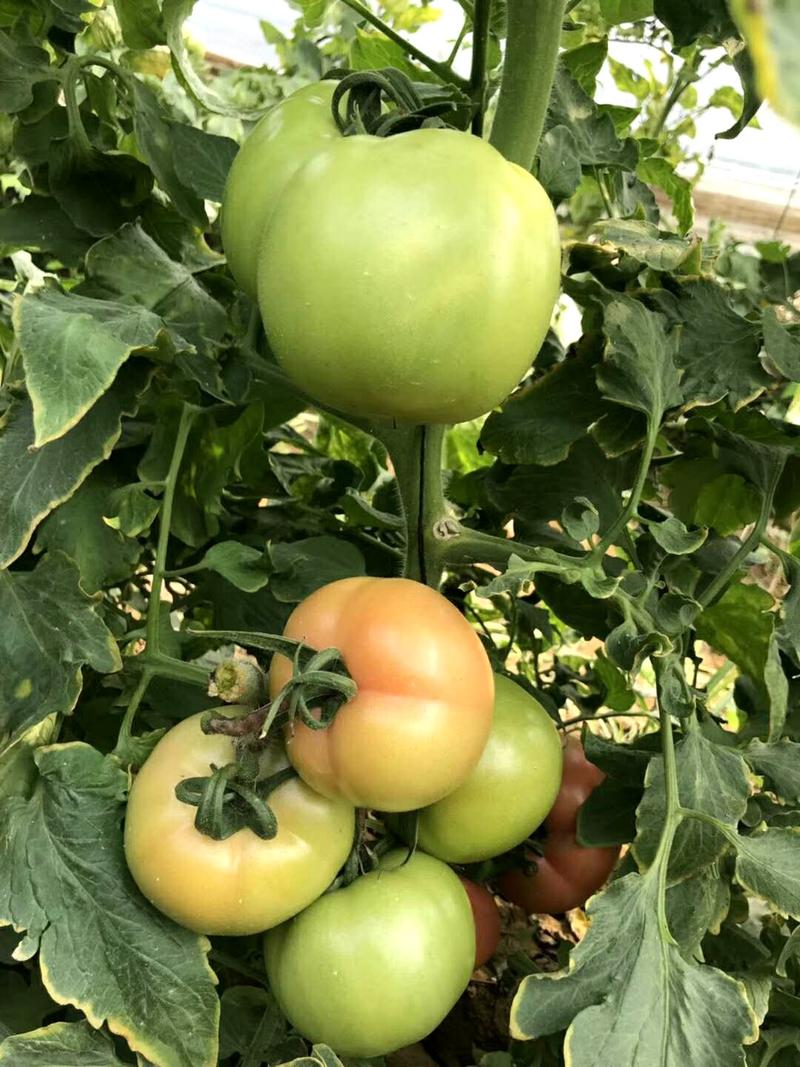 乾德M725硬粉大果越夏番茄种子晚春、越夏、早秋