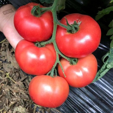 乾德M725硬粉大果越夏番茄种子晚春、越夏、早秋
