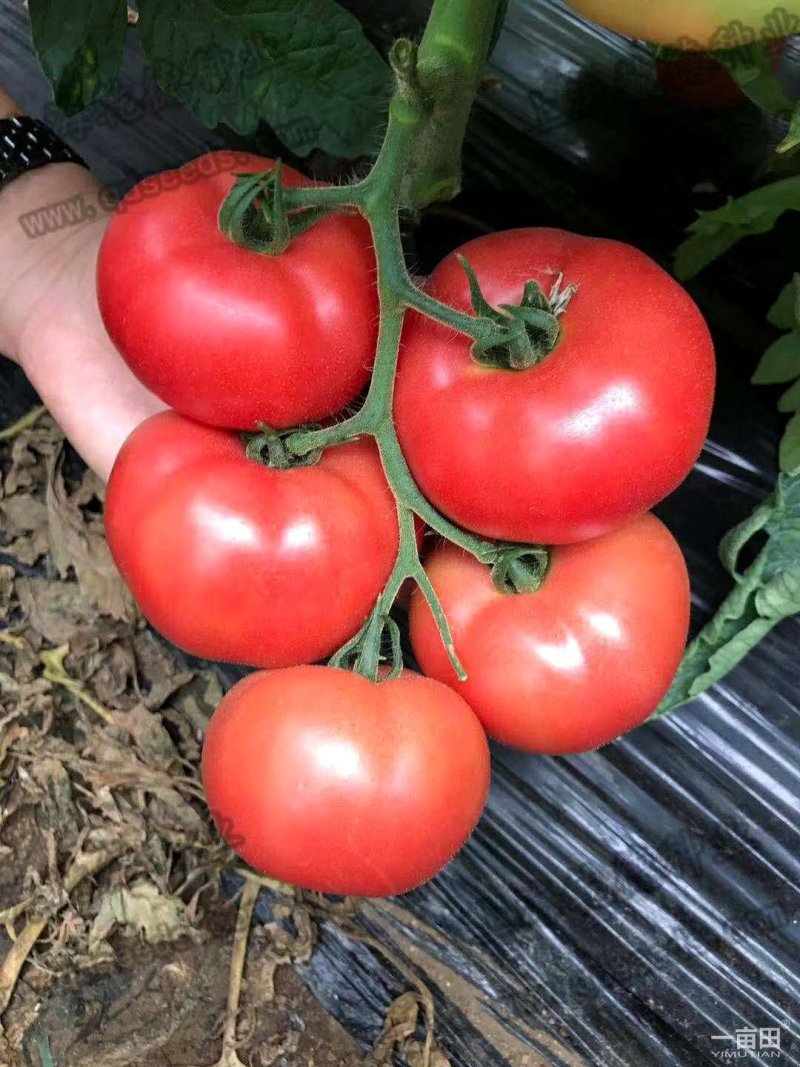 乾德M725硬粉大果越夏番茄种子晚春、越夏、早秋