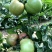 乾德M725硬粉大果越夏番茄种子晚春、越夏、早秋