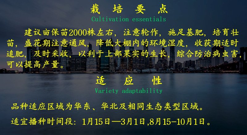 乾德圣椒羊角椒，易座果，口味香辣，耐寒性好，春秋茬