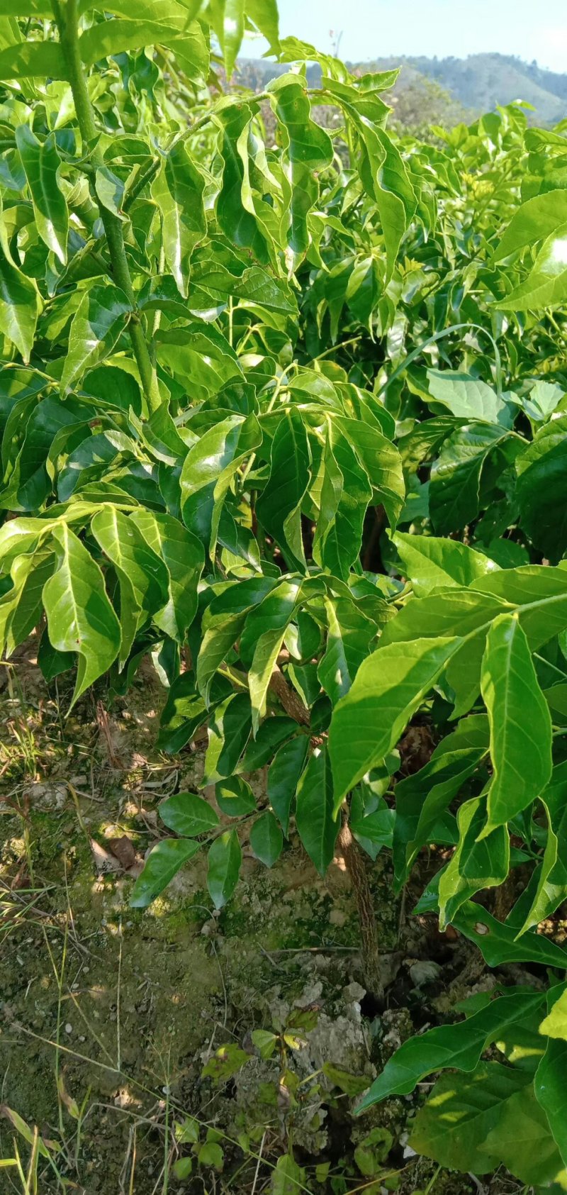 黄皮果苗黑黄皮果苗鸡心黄皮苗