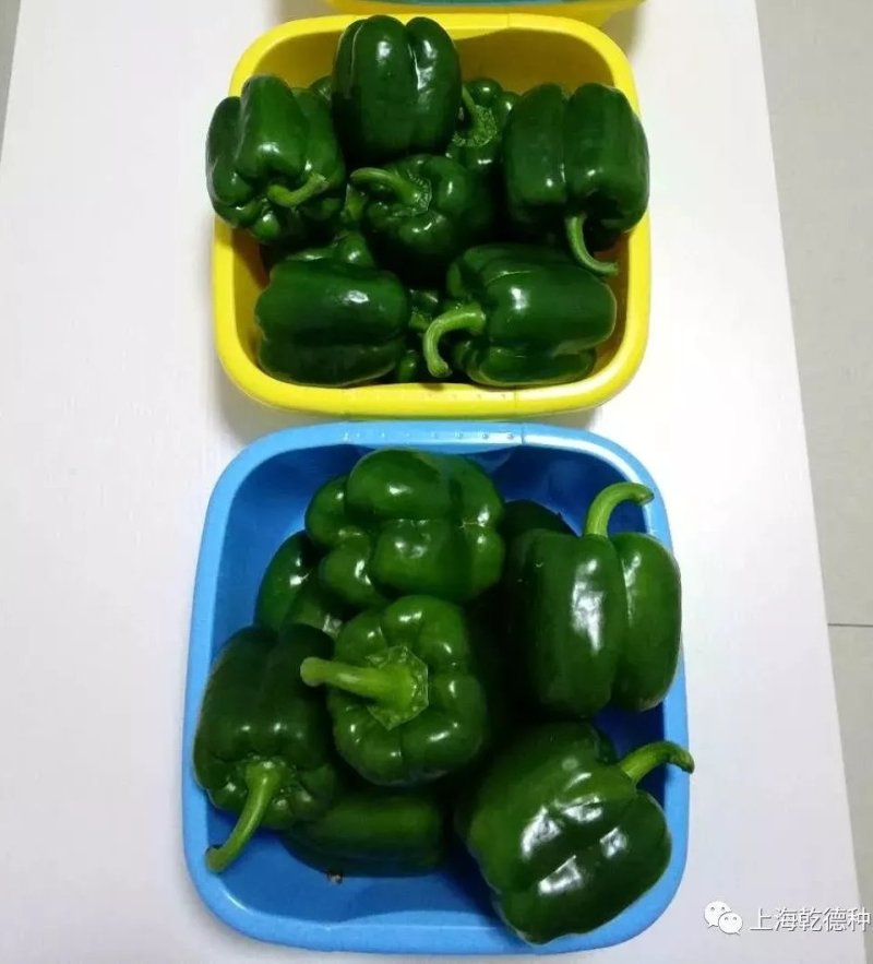 乾德绿先锋青方椒辣椒种子，大型果果肉厚，连续坐果能力强