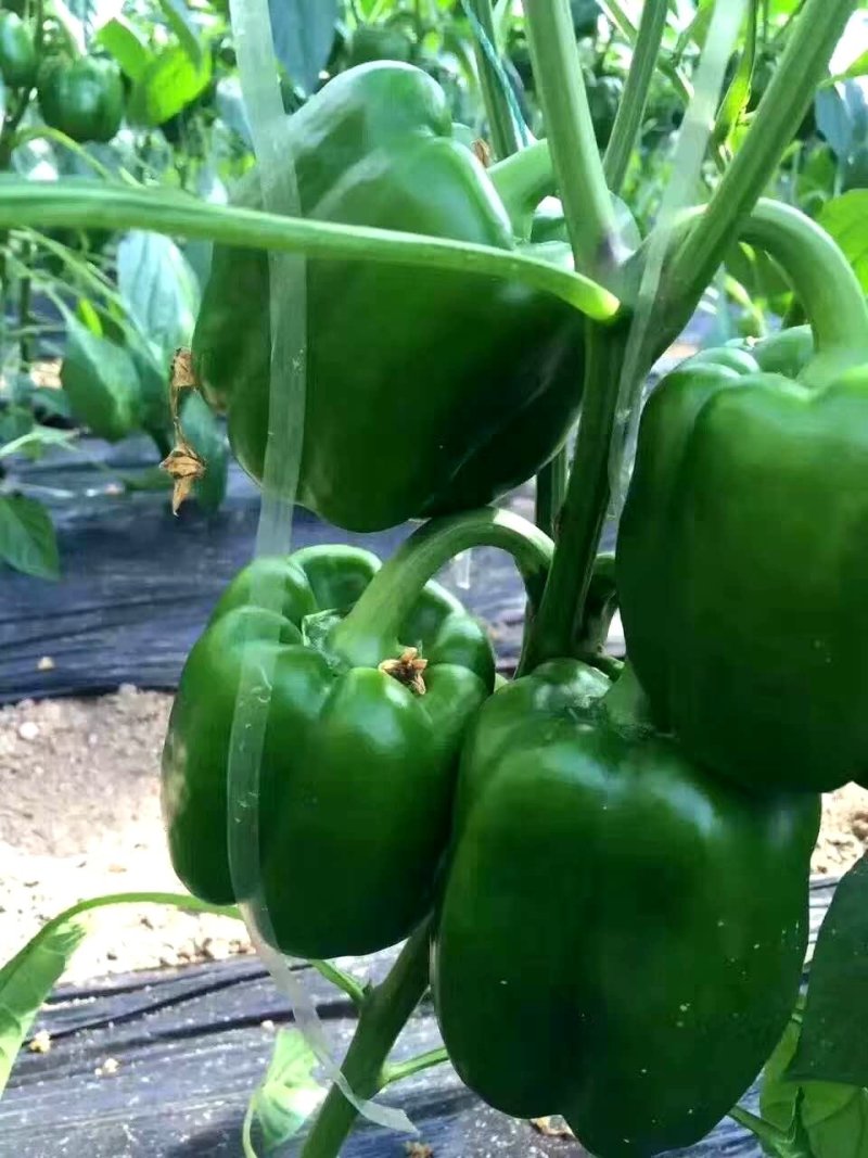 乾德绿先锋青方椒辣椒种子，大型果果肉厚，连续坐果能力强