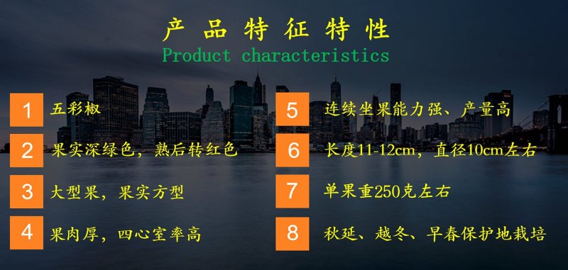 乾德绿先锋青方椒辣椒种子，大型果果肉厚，连续坐果能力强