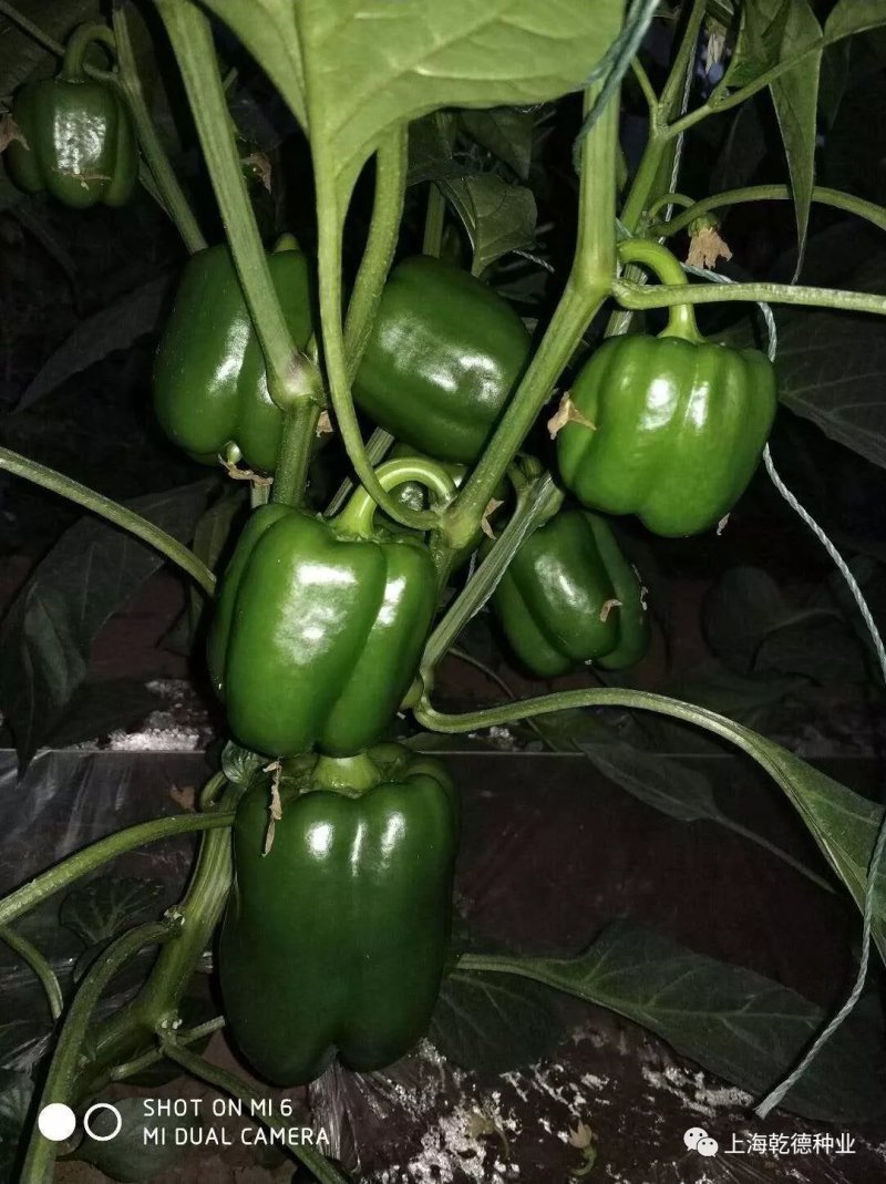 乾德绿先锋青方椒辣椒种子，大型果果肉厚，连续坐果能力强