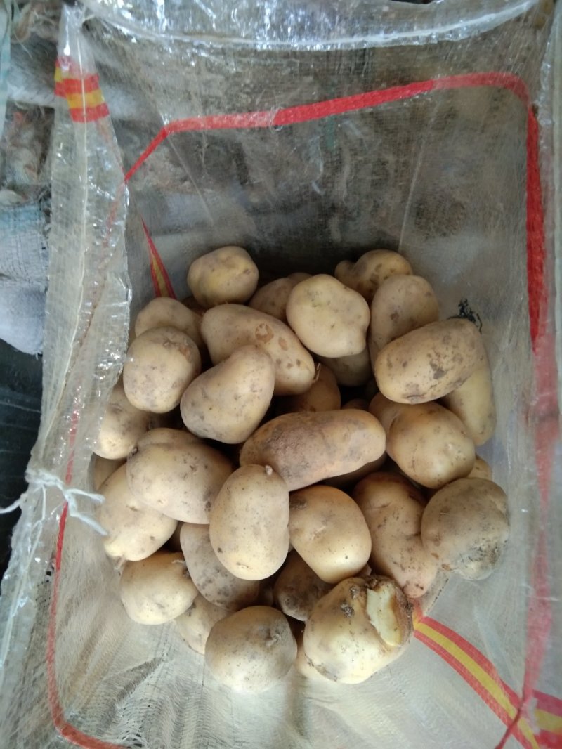 荷兰十五黄皮黄心一到三两土豆品种欢迎电话联