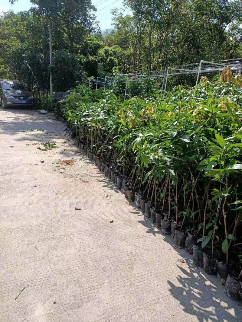 广东普宁金煌芒果苗1年苗高度50公分不包邮