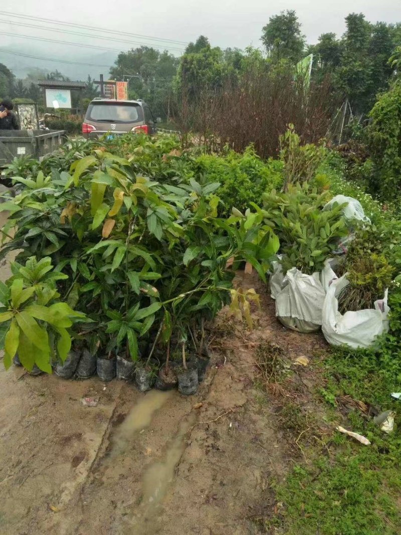 广东普宁金煌芒果苗1年苗高度50公分不包邮